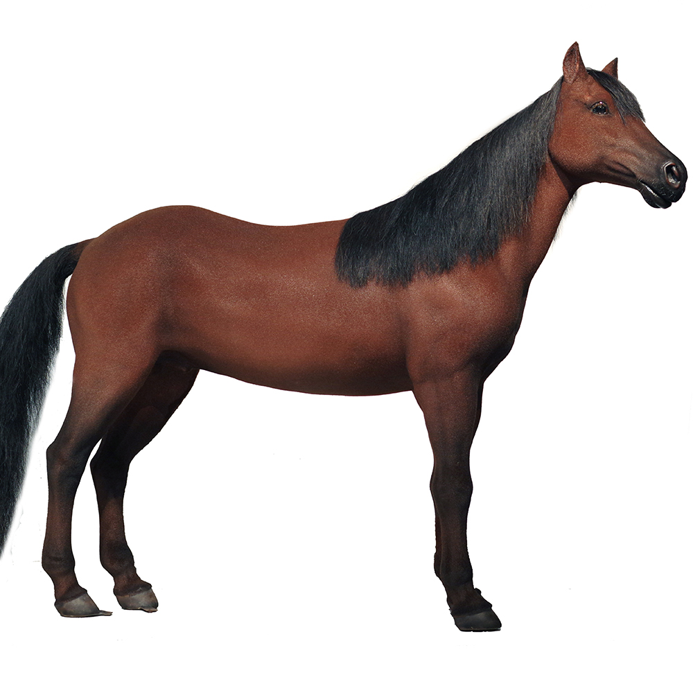 Best Customized Lifelike Realistic horse Sculpture Manufacturers From China | DXDF，Grand Orient Wax Figure (Alternate)